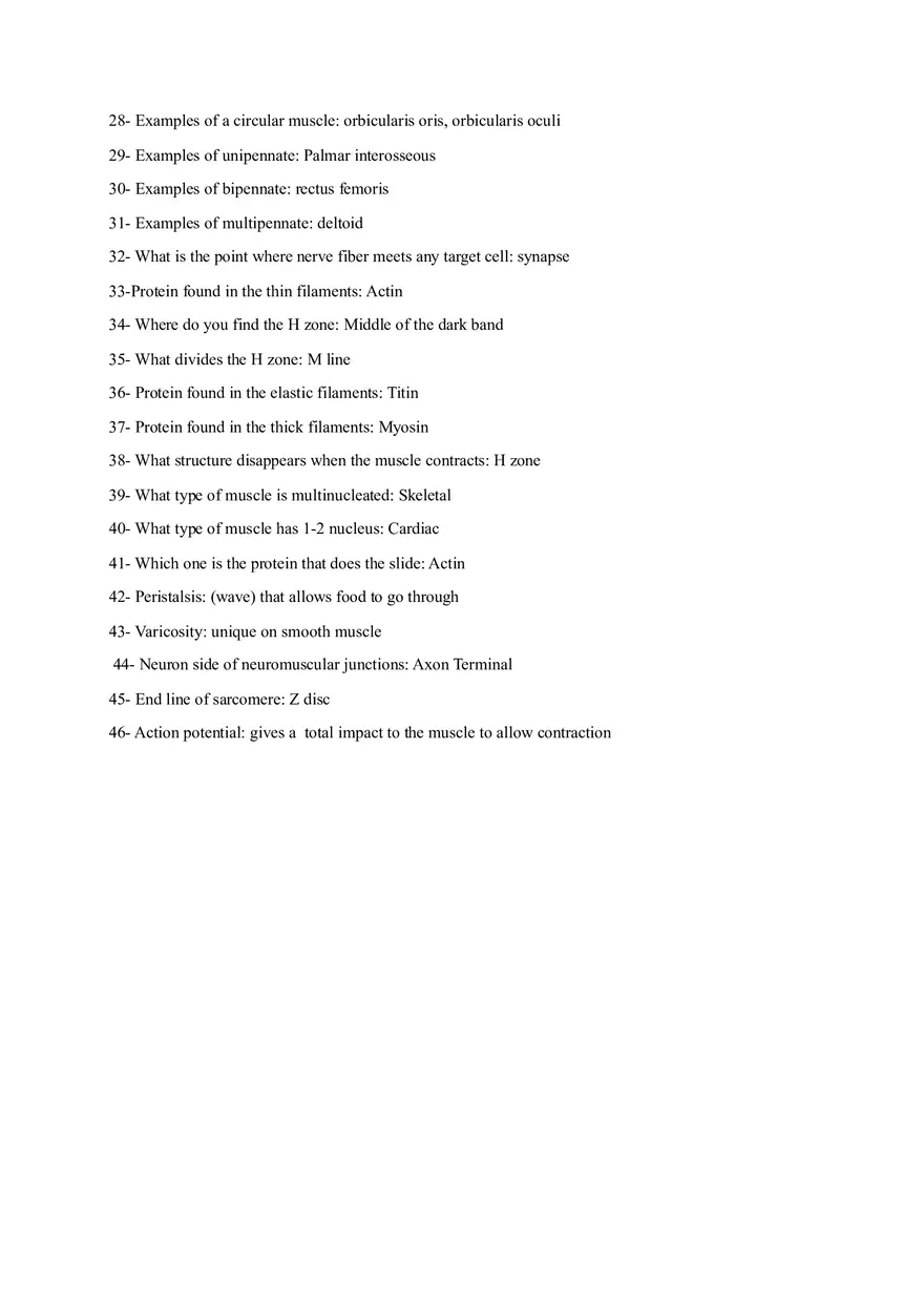 Muscular System - Anatomy and Physiology - Page 2