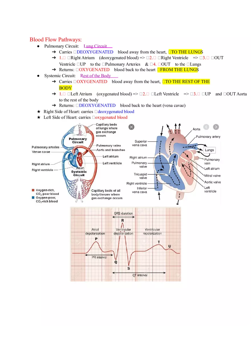 Anatomy and Physiology Lab - The Endocrine System - Page 7