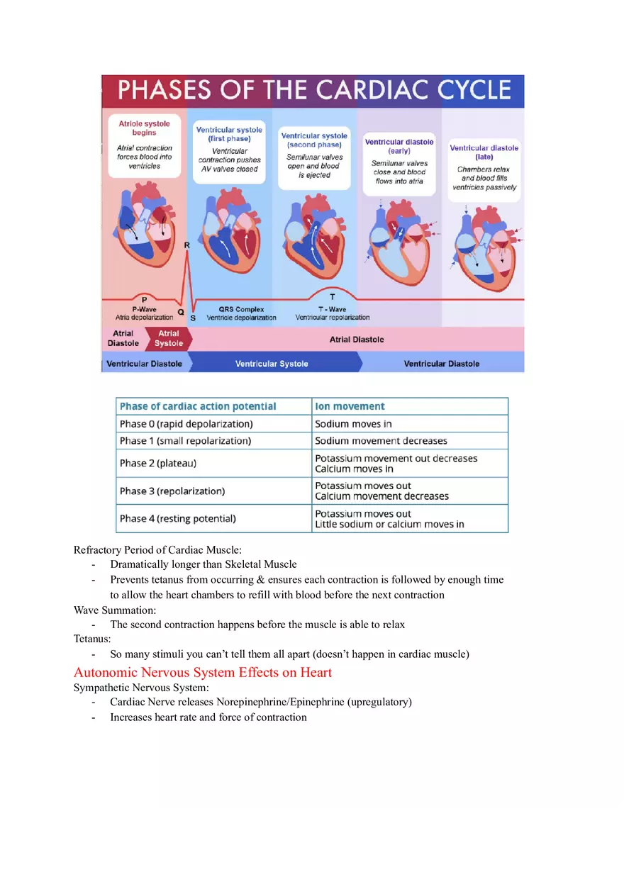 Anatomy and Physiology Lab - The Endocrine System - Page 8