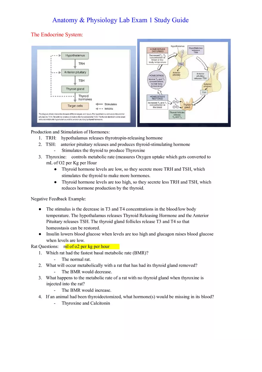 Anatomy and Physiology Lab - The Endocrine System - Page 1