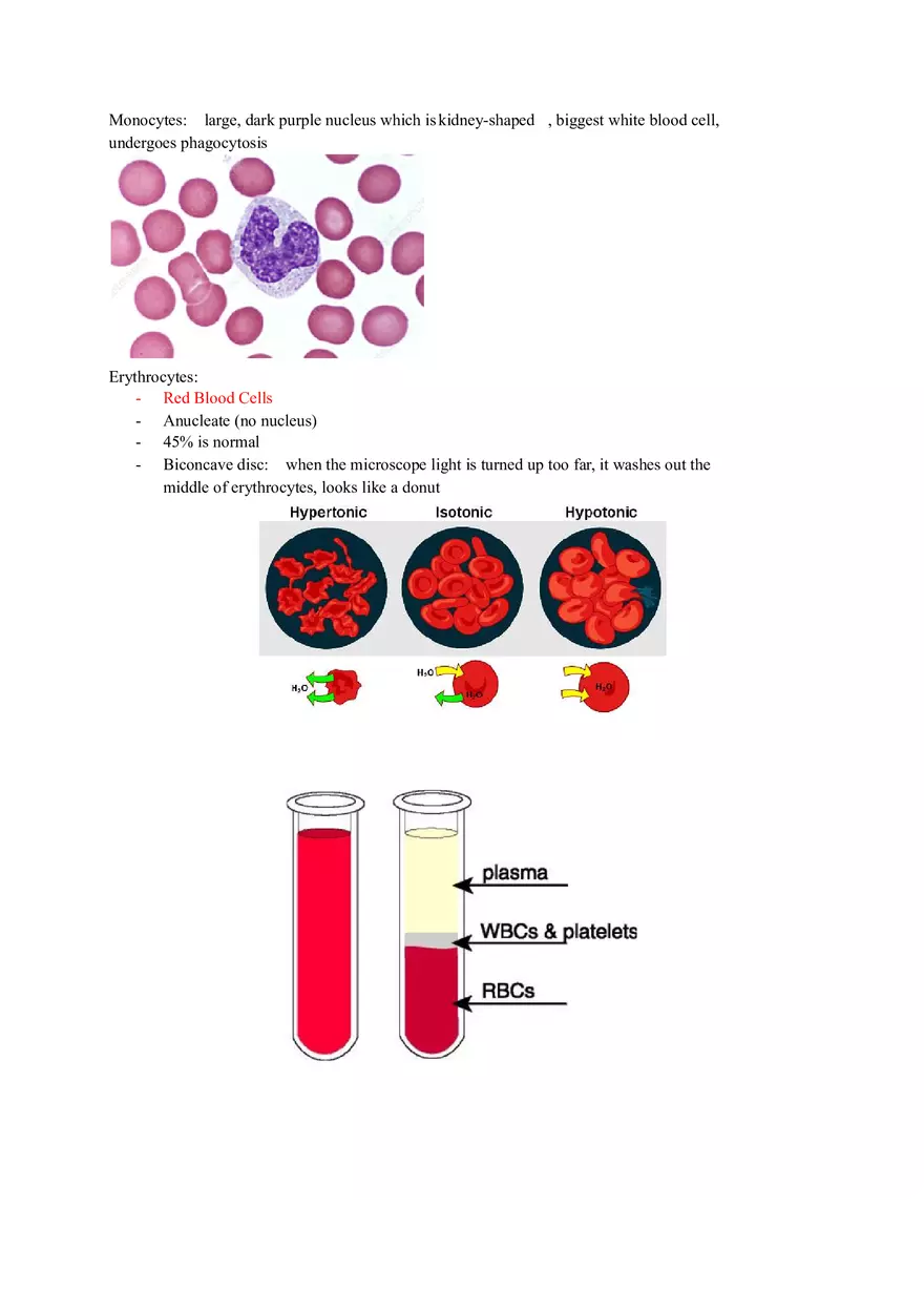 Anatomy and Physiology Lab - The Endocrine System - Page 4
