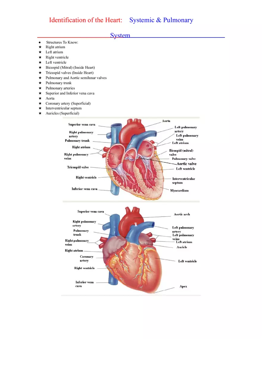 Anatomy and Physiology Lab - The Endocrine System - Page 6