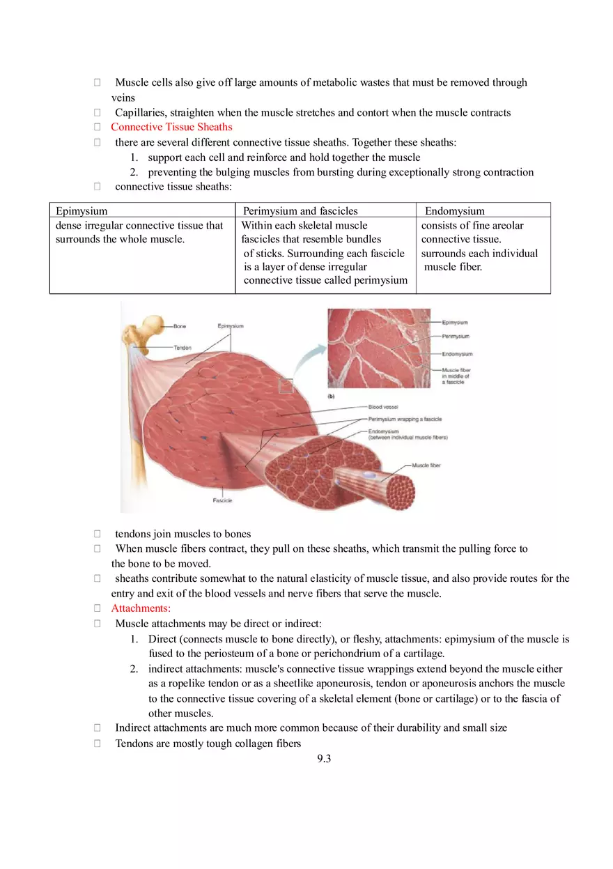 Human Biology Muscles Chapter Summary Guide - Page 2