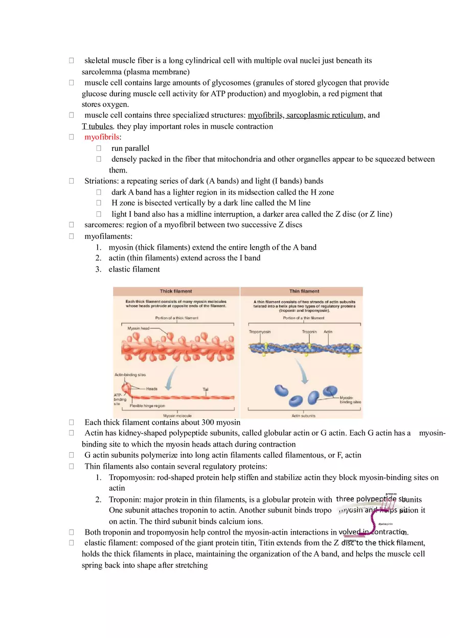 Human Biology Muscles Chapter Summary Guide - Page 3