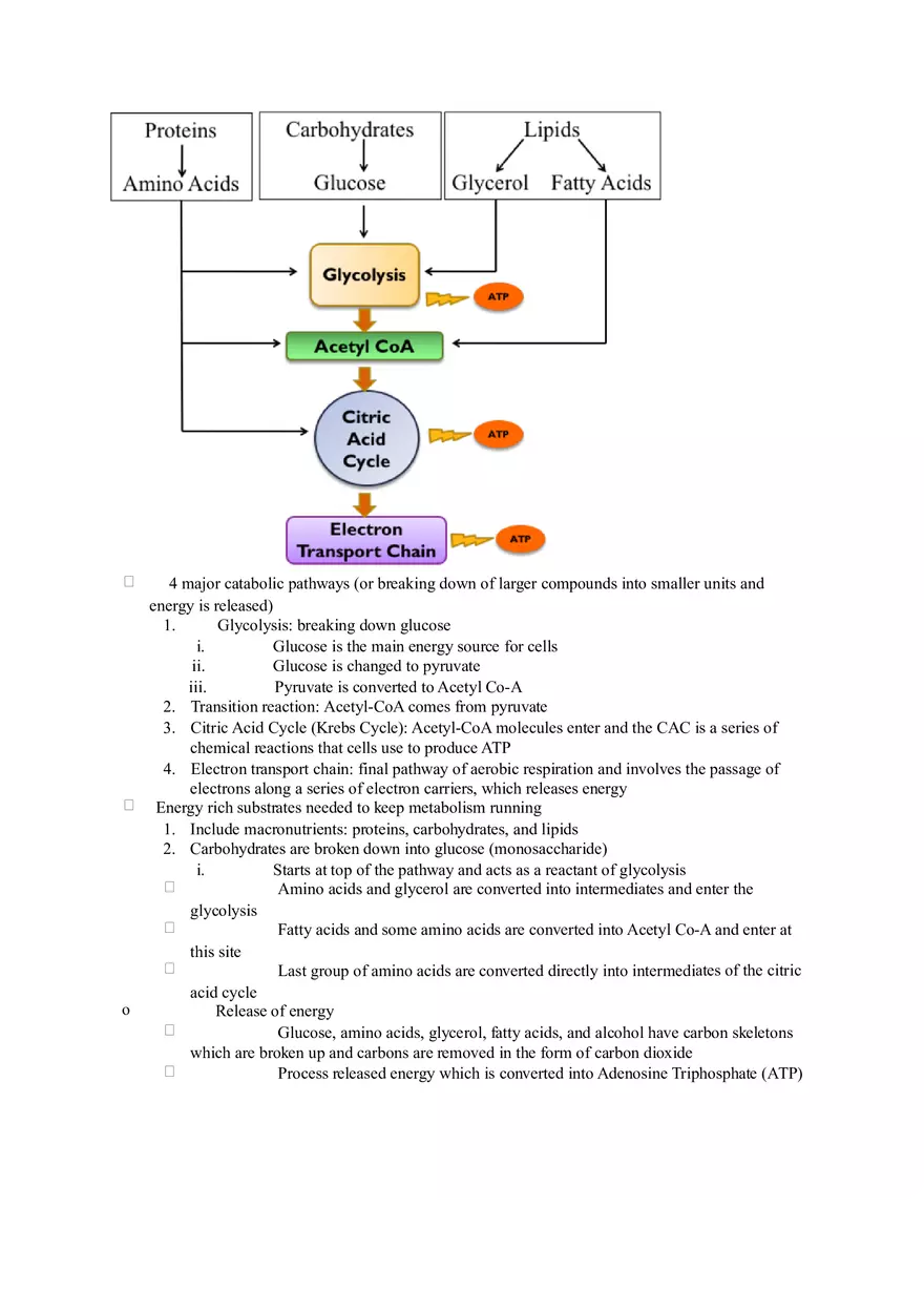 Chapter 2 Alcohol - Metabolism - Page 13