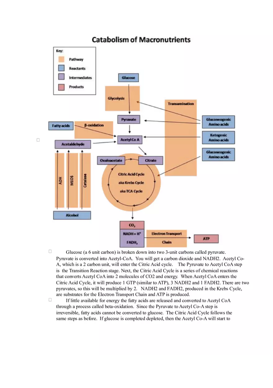 Chapter 2 Alcohol - Metabolism - Page 16