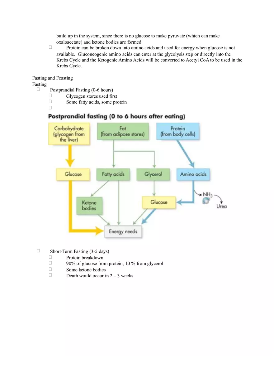Chapter 2 Alcohol - Metabolism - Page 17