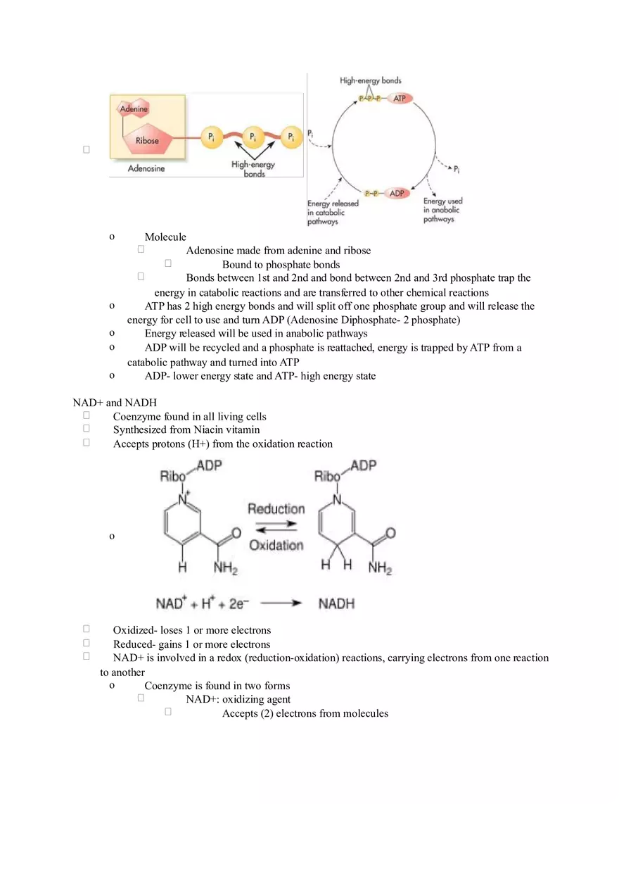 Chapter 2 Alcohol - Metabolism - Page 22