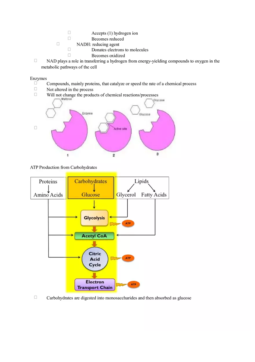 Chapter 2 Alcohol - Metabolism - Page 23
