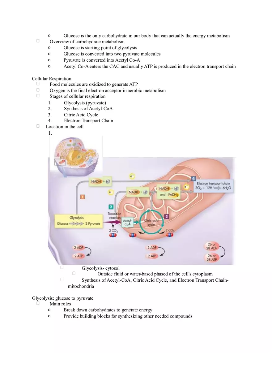 Chapter 2 Alcohol - Metabolism - Page 24