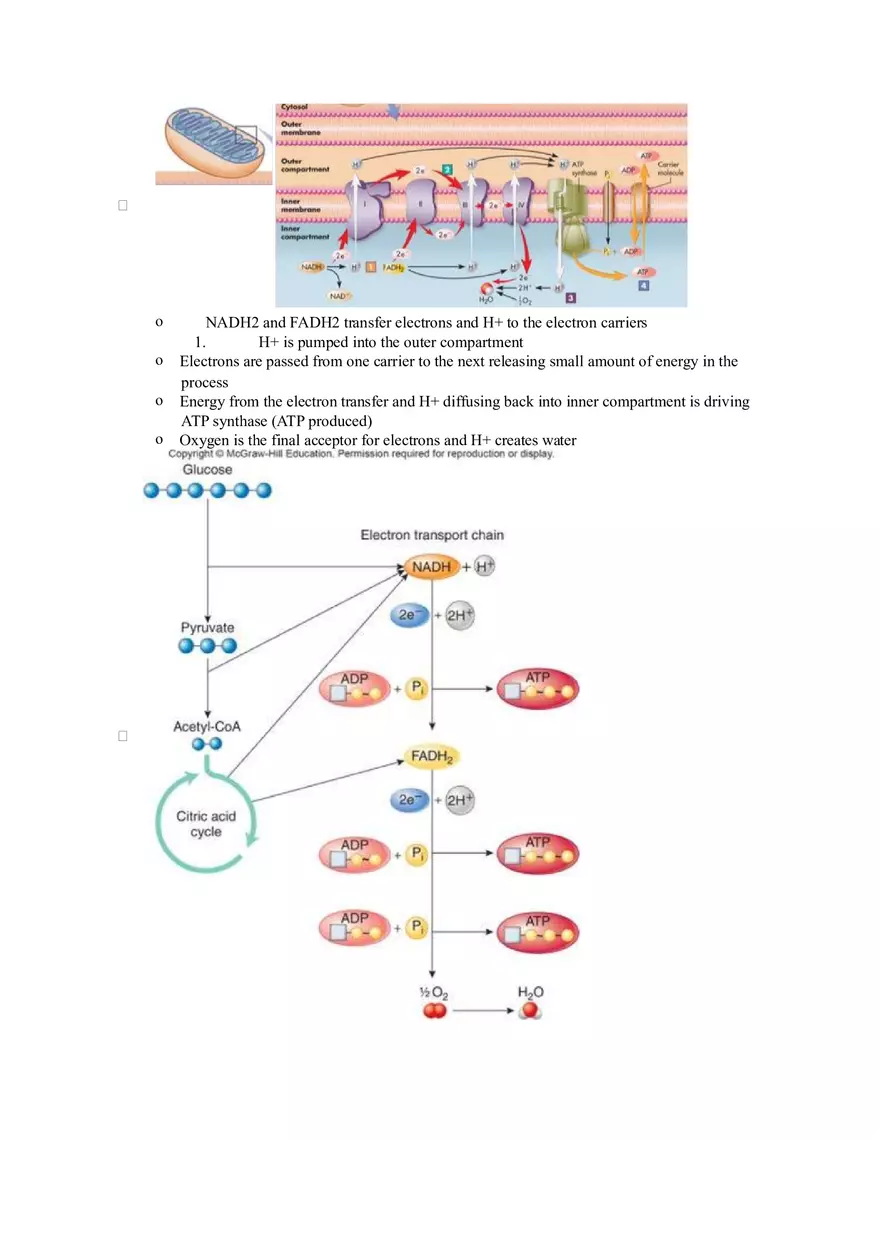 Chapter 2 Alcohol - Metabolism - Page 27