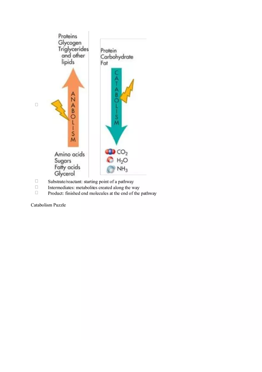 Chapter 2 Alcohol - Metabolism - Page 2