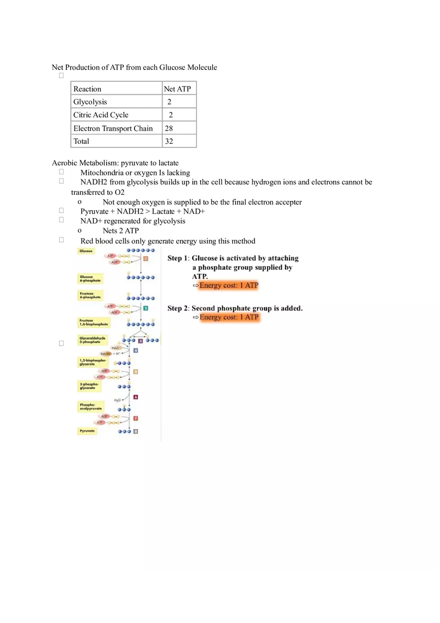 Chapter 2 Alcohol - Metabolism - Page 3