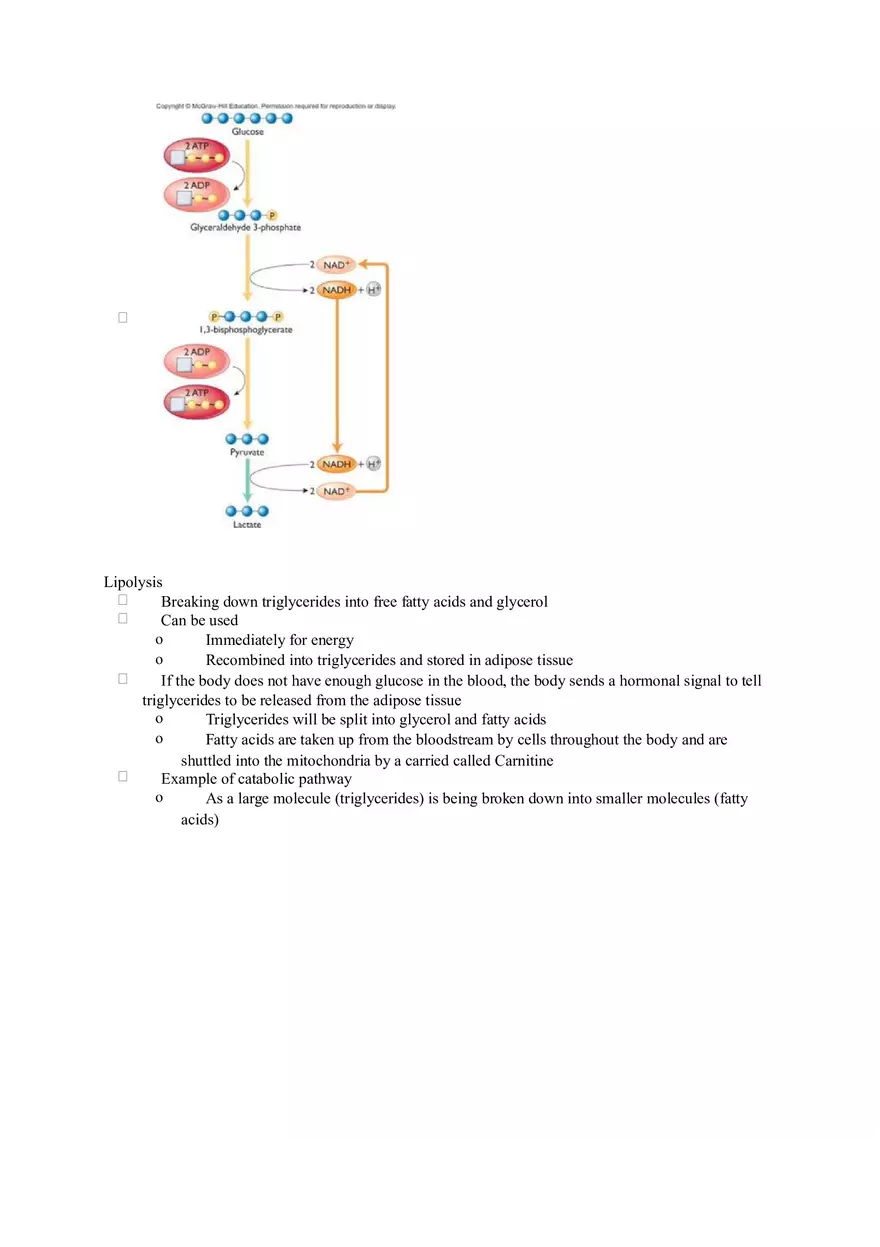 Chapter 2 Alcohol - Metabolism - Page 4