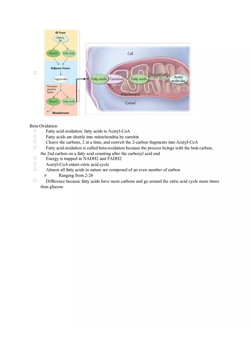 Chapter 2 Alcohol - Metabolism - Page 5