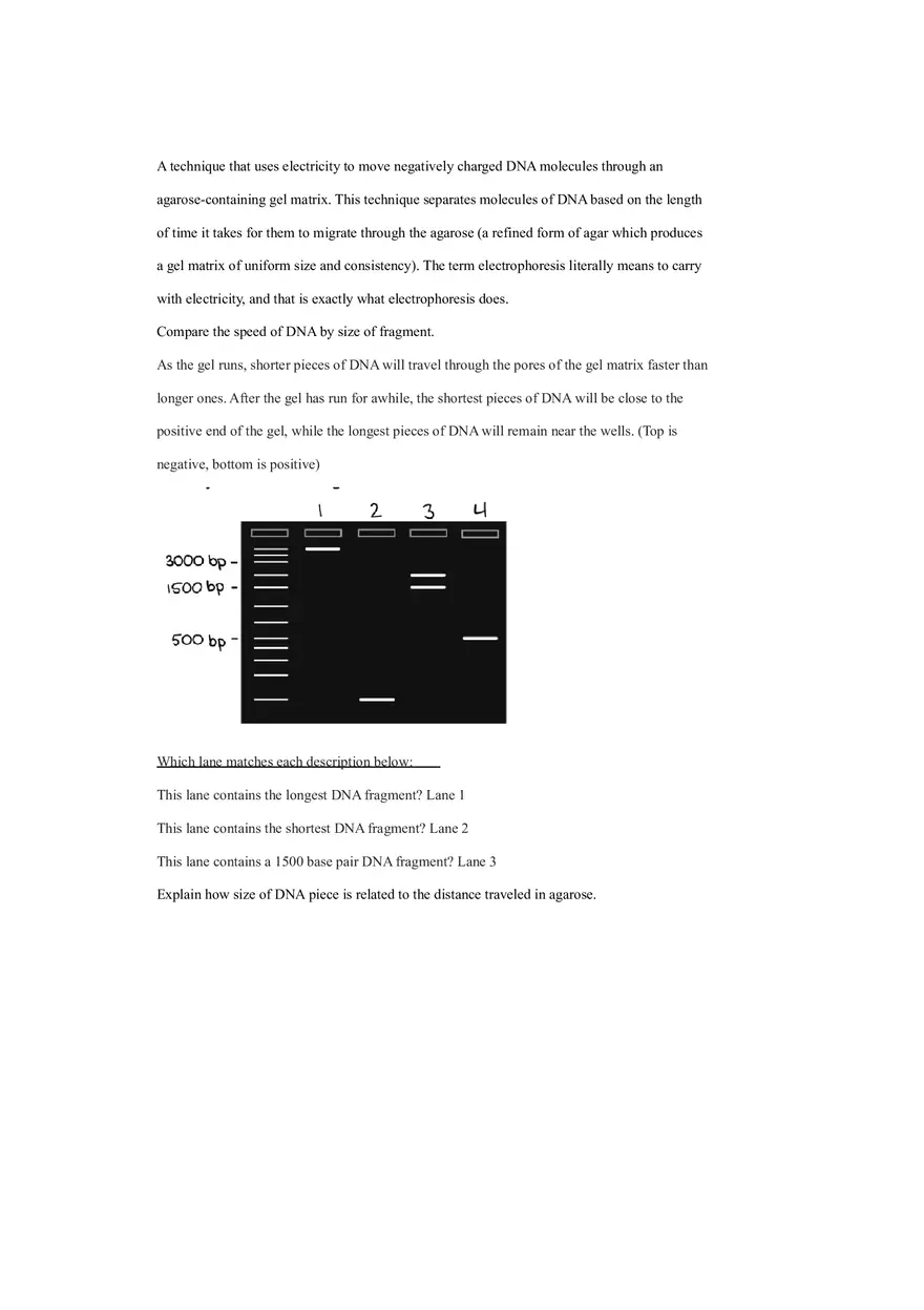 Relationship of Capsules with Virulence and Capsule Staining Techniques Lab - Page 11