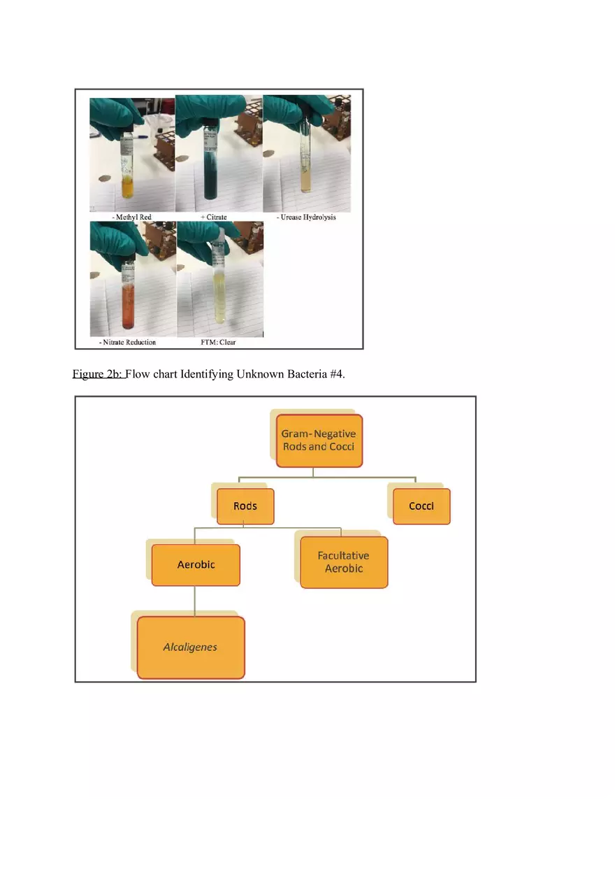 The Use of Biochemical Techniques in Identifying Unknown Bacteria #4 Report - Page 6