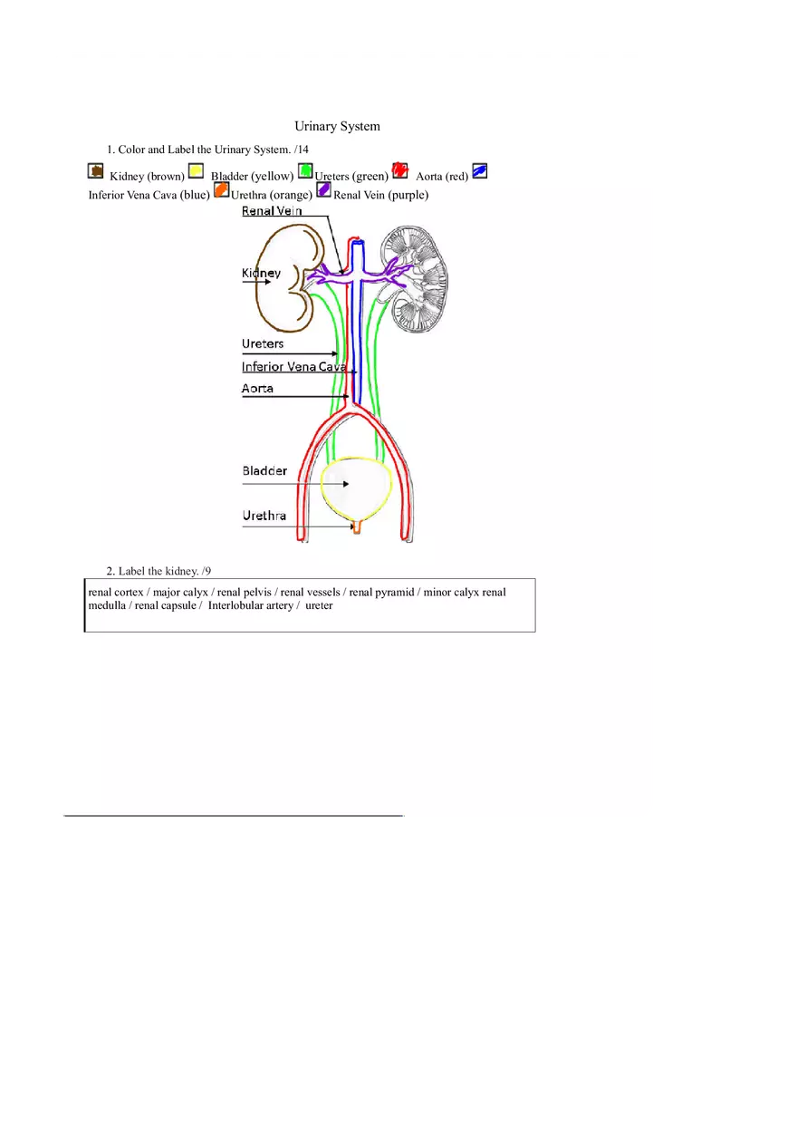 Urinary System Complete Assignment - Page 1