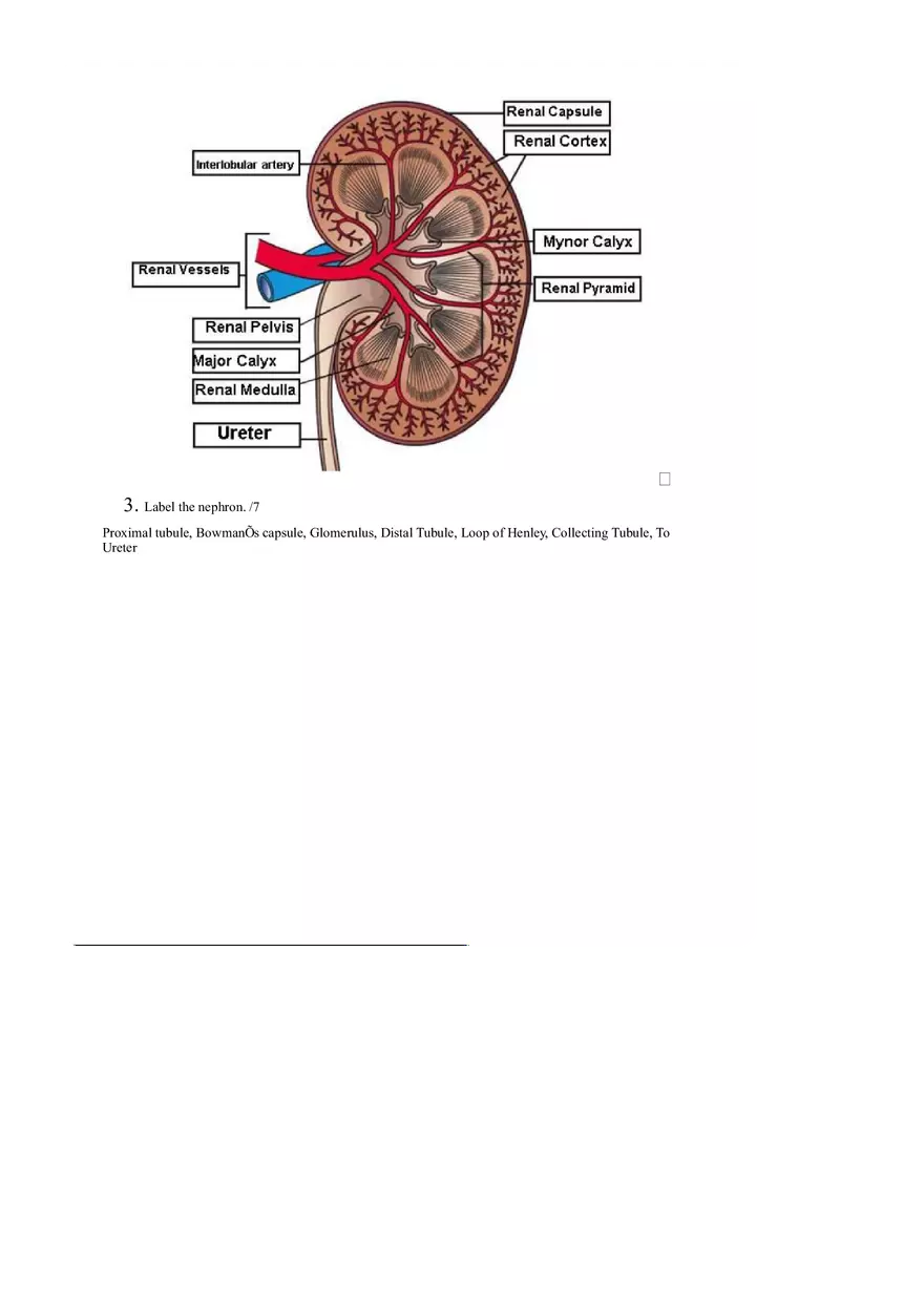 Urinary System Complete Assignment - Page 2