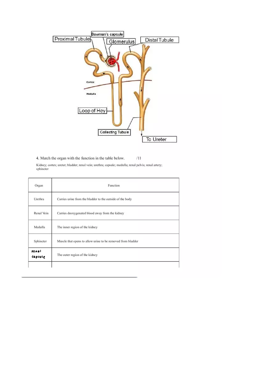 Urinary System Complete Assignment - Page 3