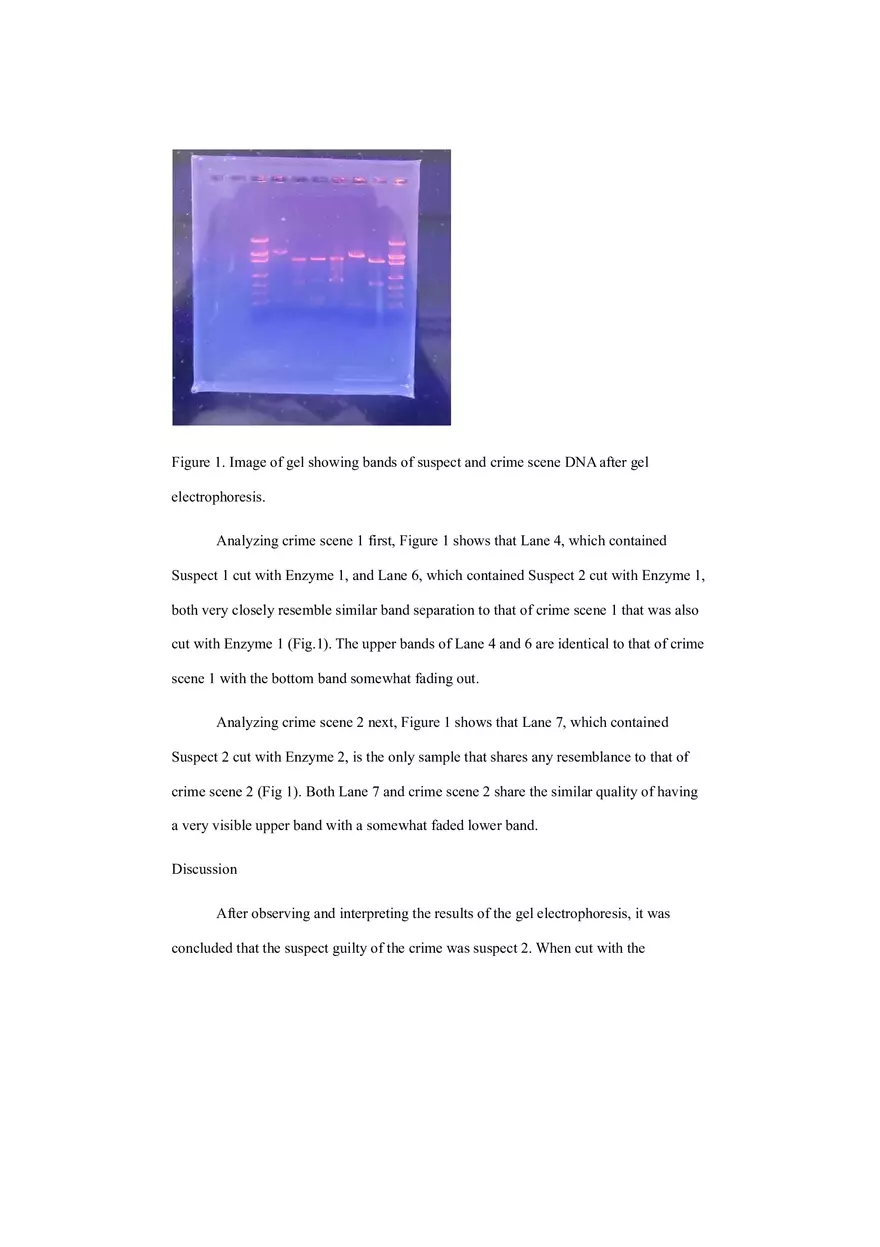 Dna Fingerprinting - Lab Experiment - Page 6
