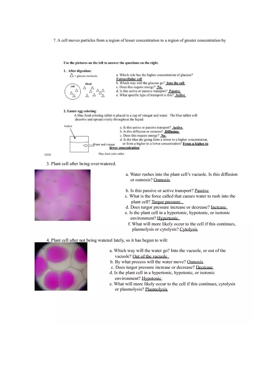 Cellular Transport Test - Page 2