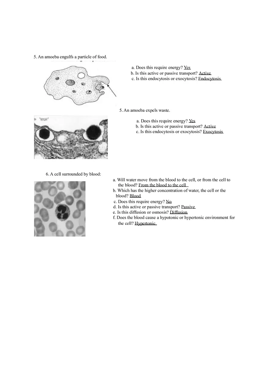 Cellular Transport Test - Page 3