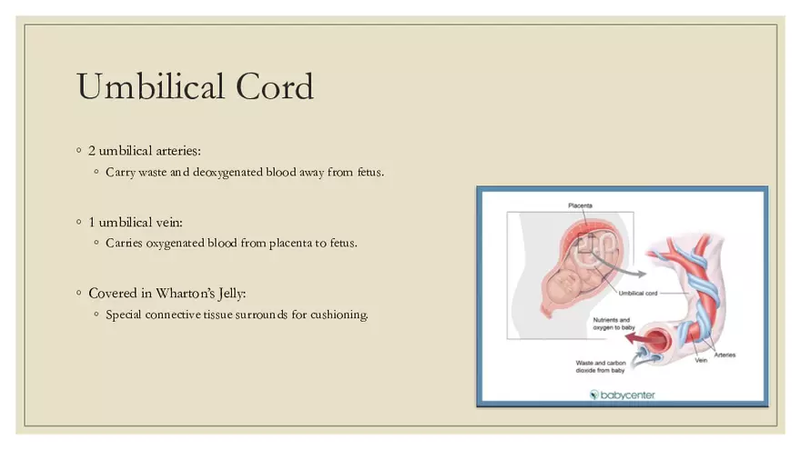Fetal Development, Screenings, and Diagnostics - Page 24