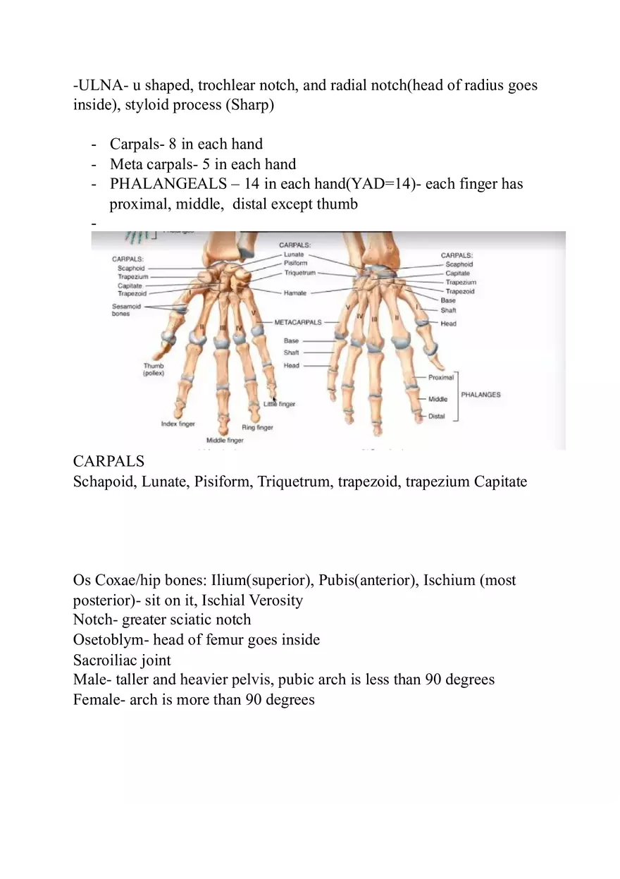 Appendicular Skeleton Study Guide - Page 7