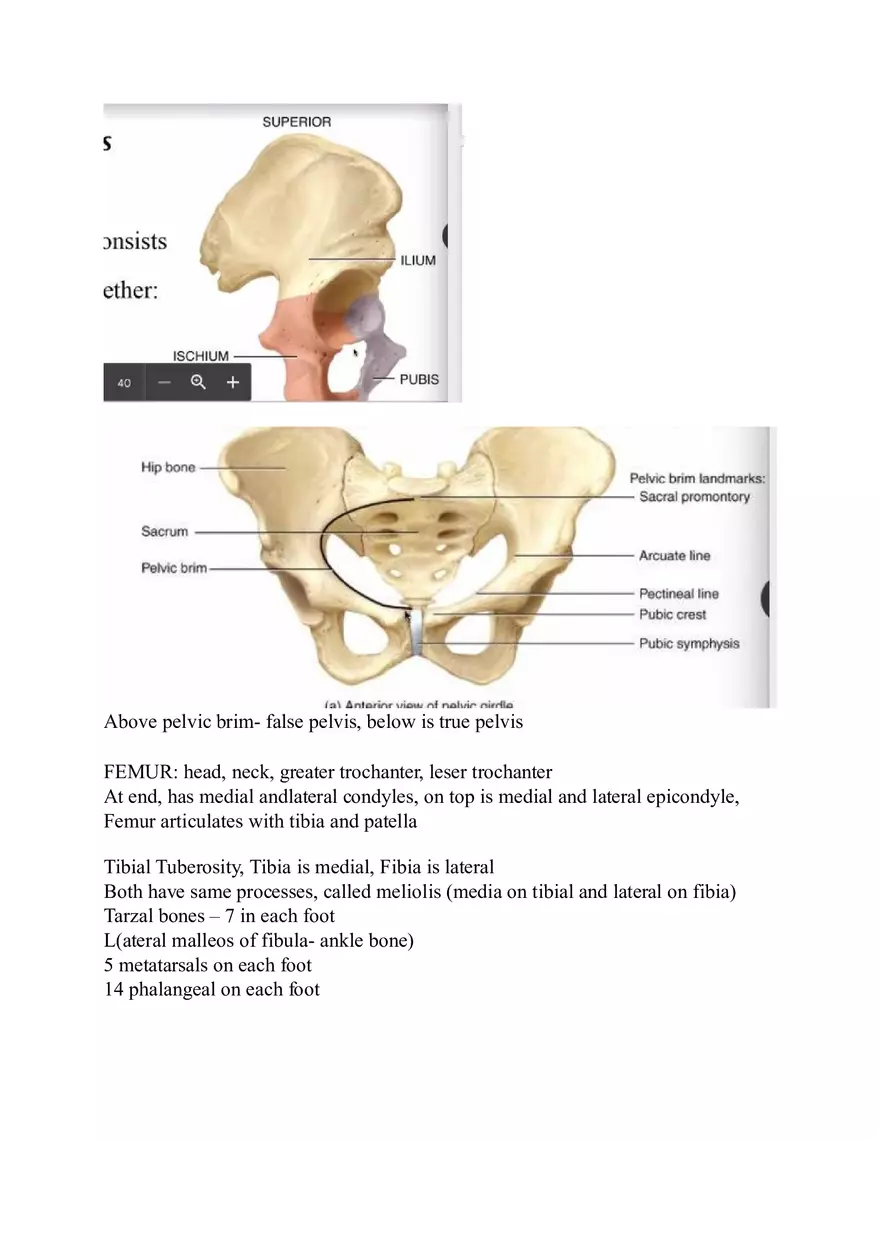 Appendicular Skeleton Study Guide - Page 8