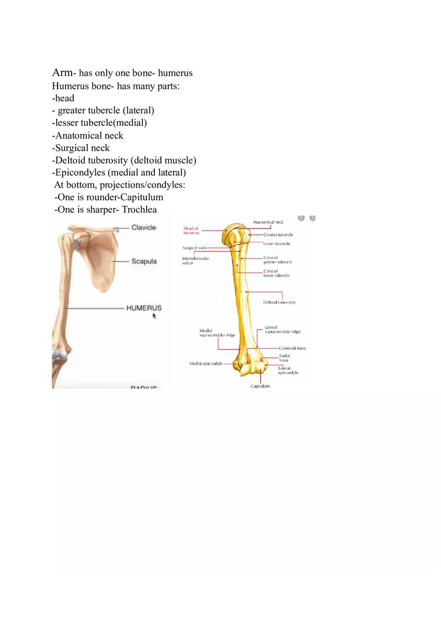 Appendicular Skeleton Study Guide - Page 10