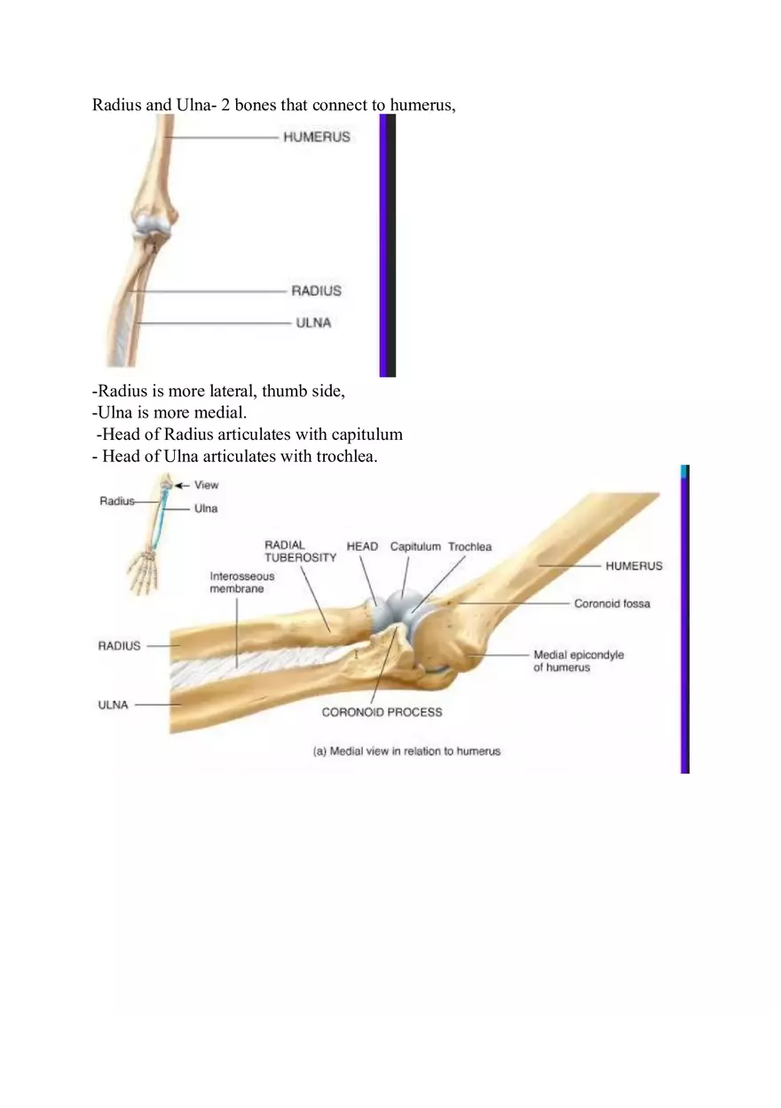 Appendicular Skeleton Study Guide - Page 11
