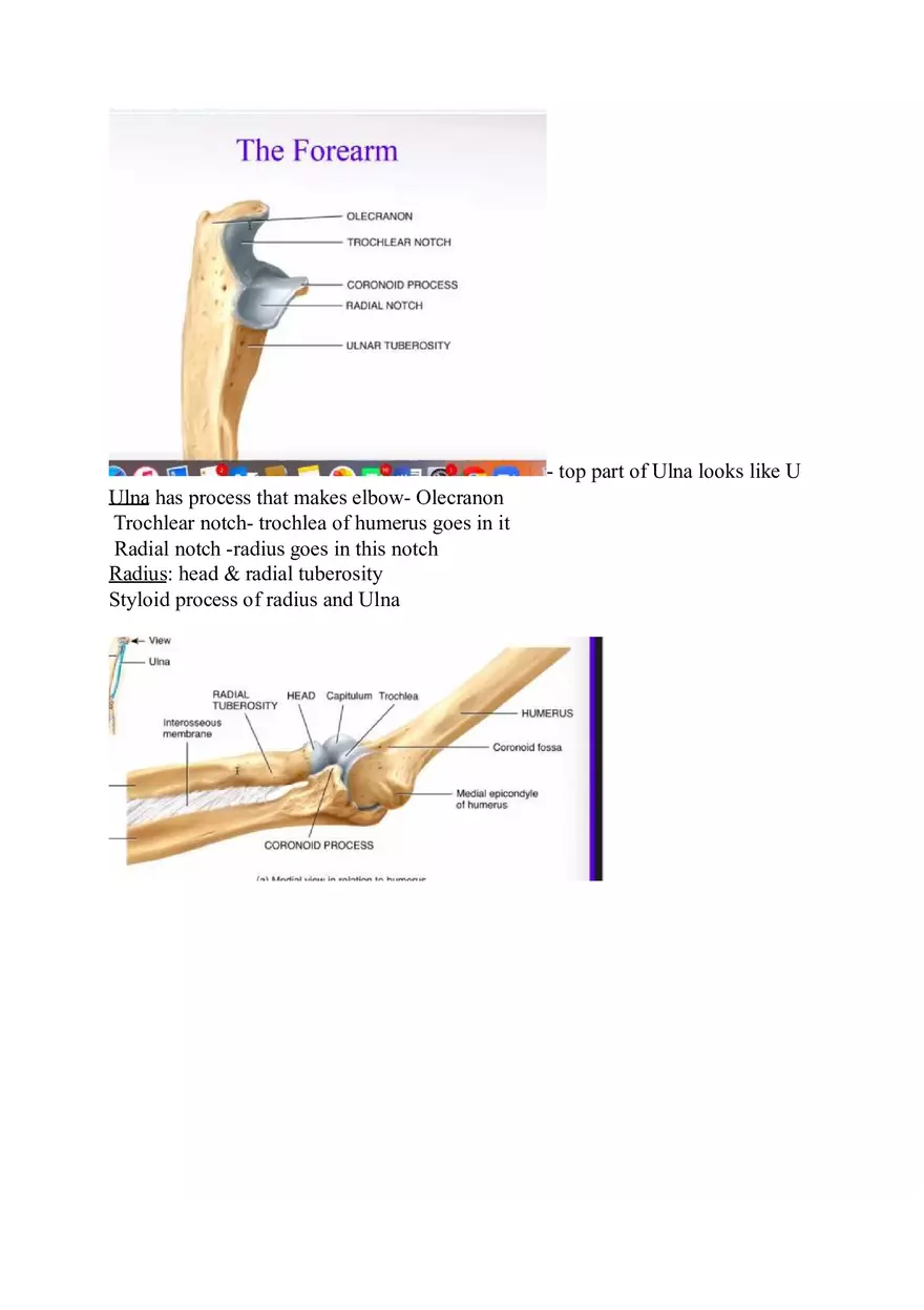 Appendicular Skeleton Study Guide - Page 12