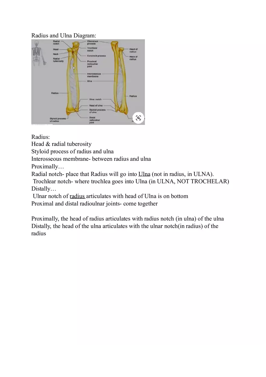 Appendicular Skeleton Study Guide - Page 13