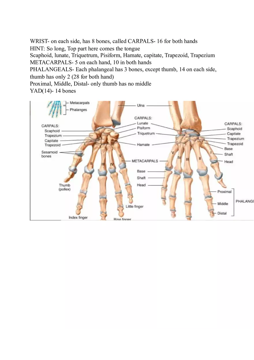 Appendicular Skeleton Study Guide - Page 14
