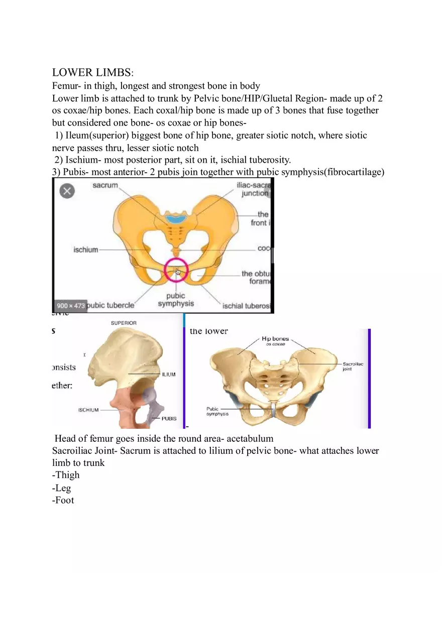 Appendicular Skeleton Study Guide - Page 15