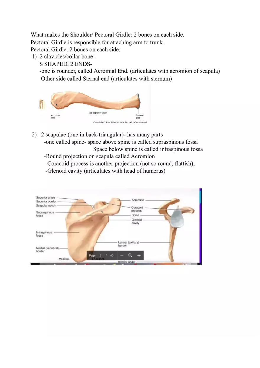 Appendicular Skeleton Study Guide - Page 2