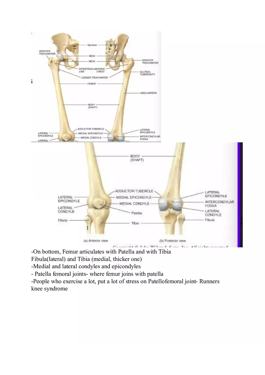 Appendicular Skeleton Study Guide - Page 3