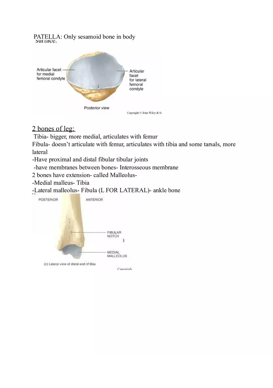Appendicular Skeleton Study Guide - Page 4