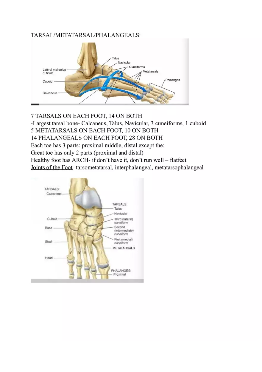 Appendicular Skeleton Study Guide - Page 5