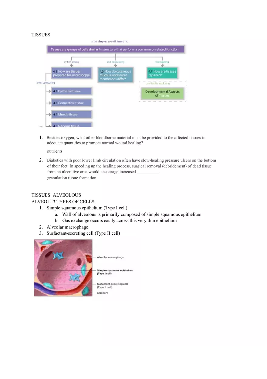Tissues Chapter 4 Lab Notes Assignment - Page 1
