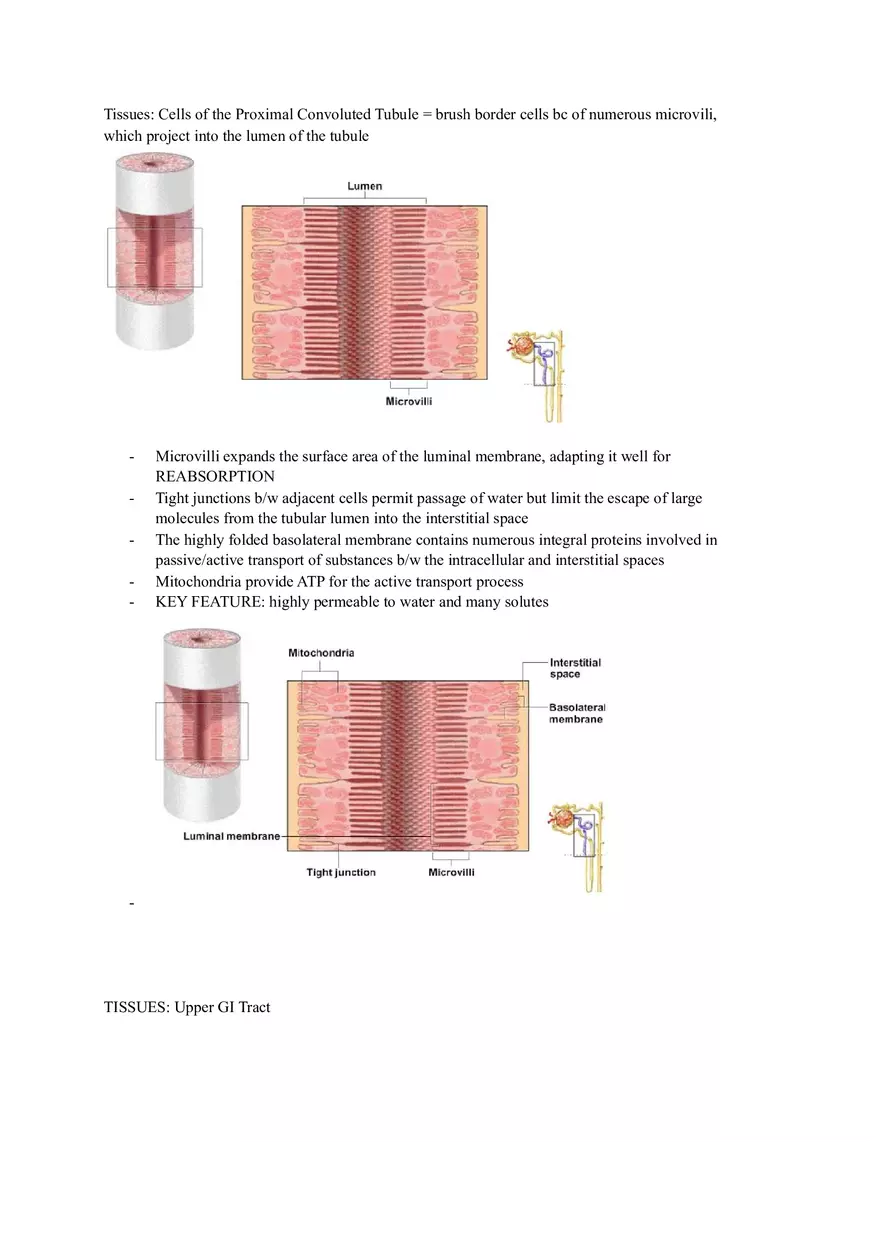 Tissues Chapter 4 Lab Notes Assignment - Page 2