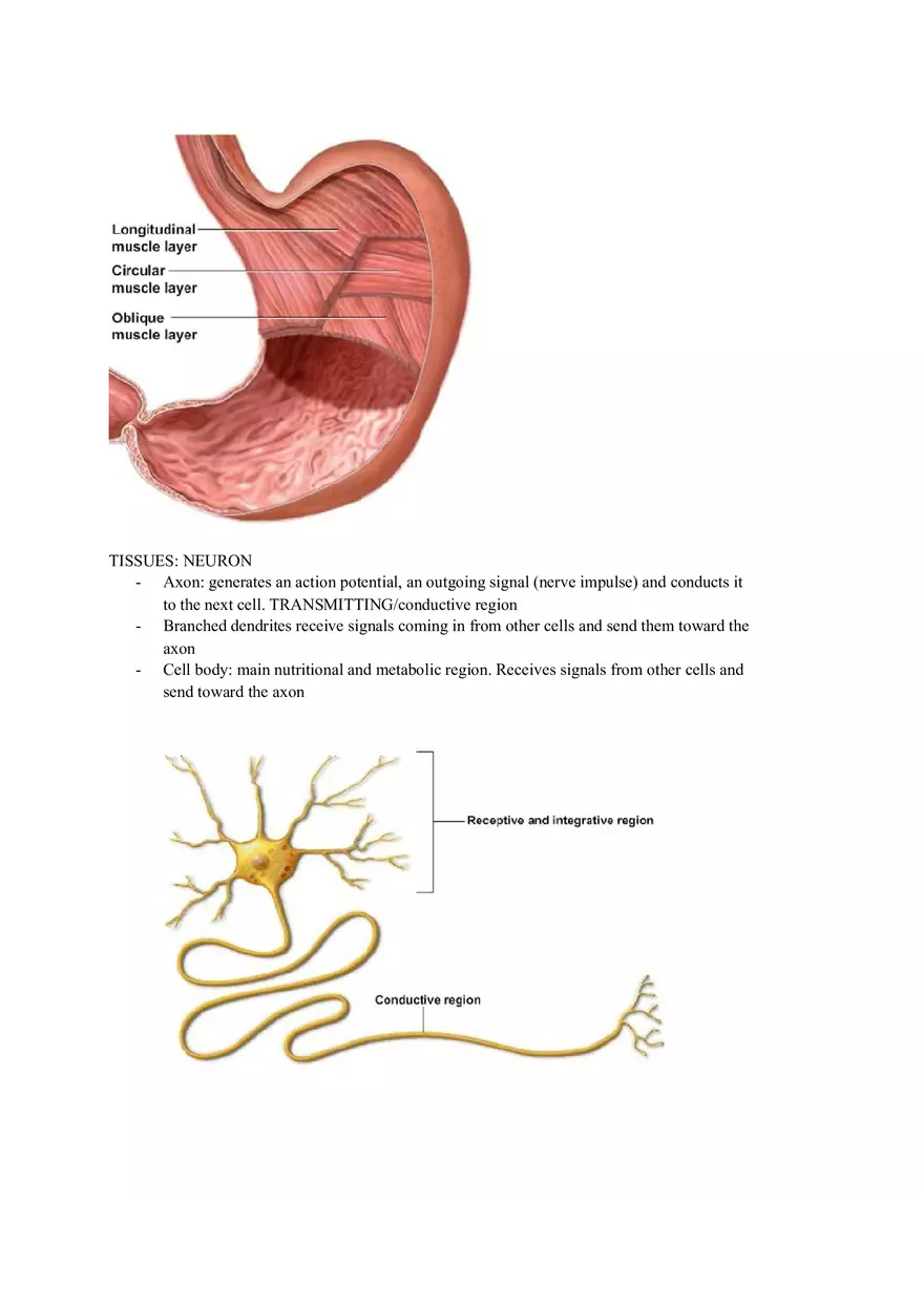Tissues Chapter 4 Lab Notes Assignment - Page 4