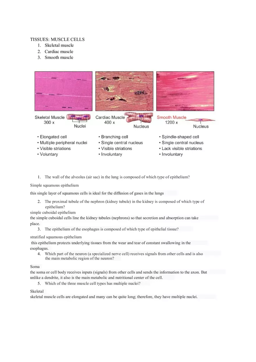 Tissues Chapter 4 Lab Notes Assignment - Page 5