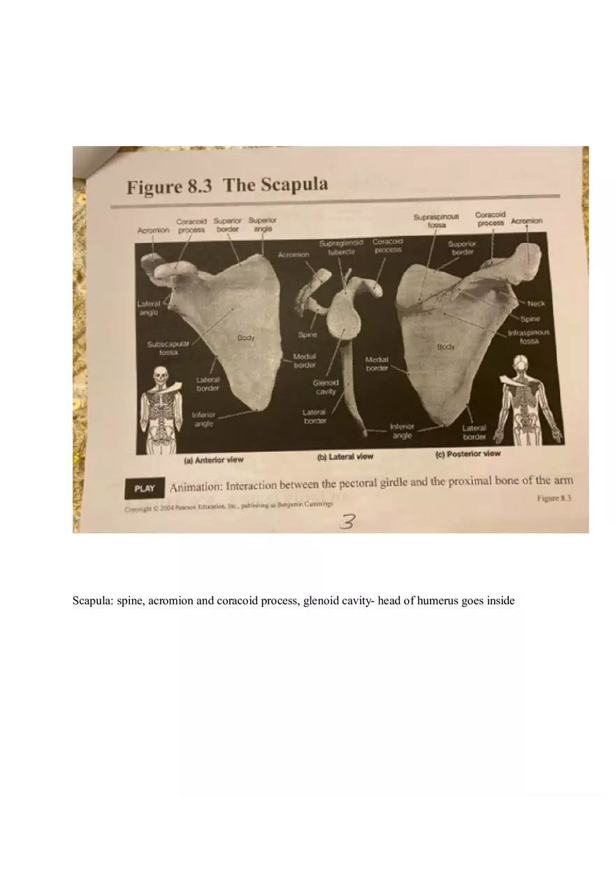 Appendicular Pamphlet Study Guide - Page 7