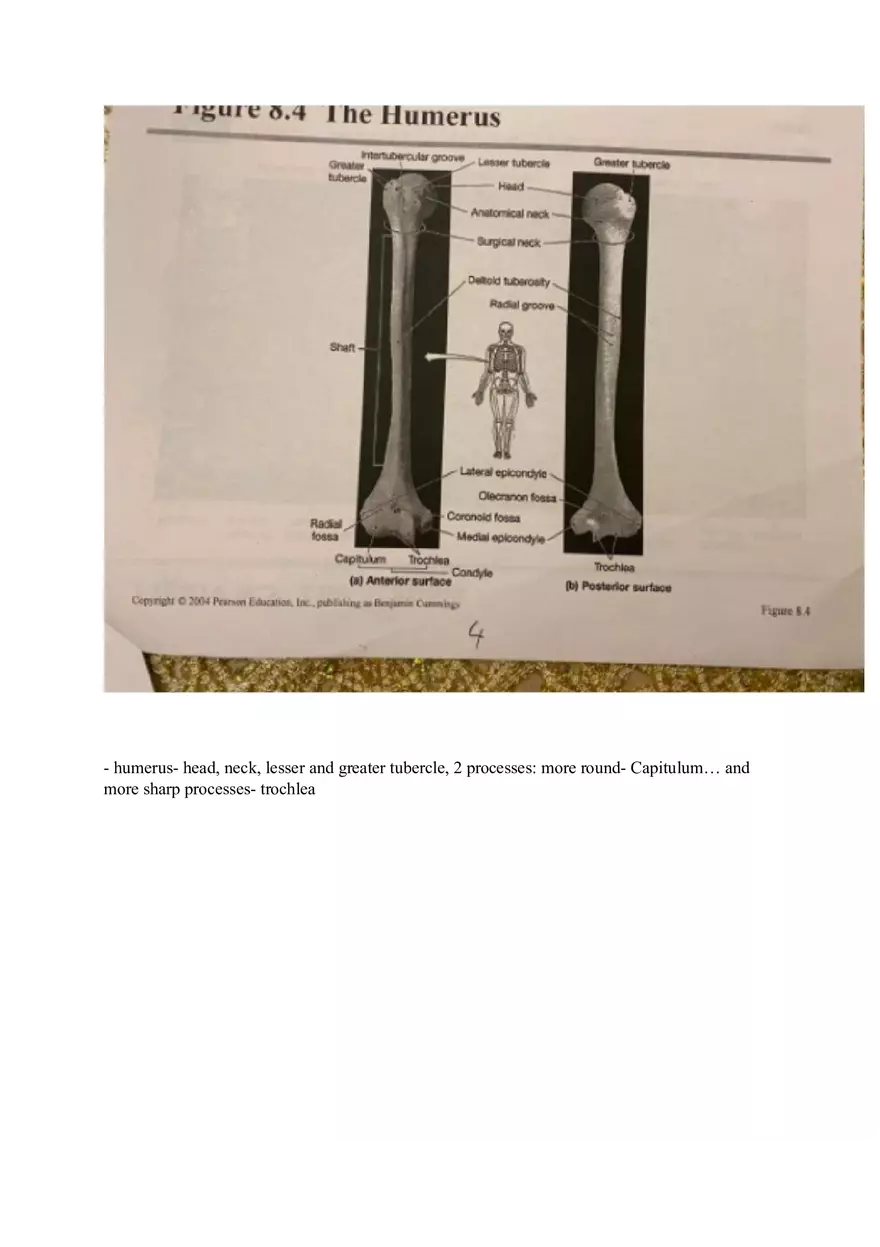 Appendicular Pamphlet Study Guide - Page 8