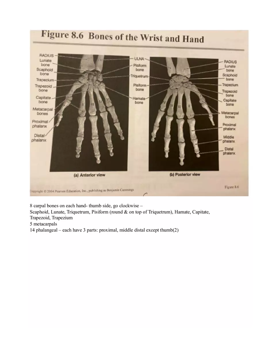 Appendicular Pamphlet Study Guide - Page 10