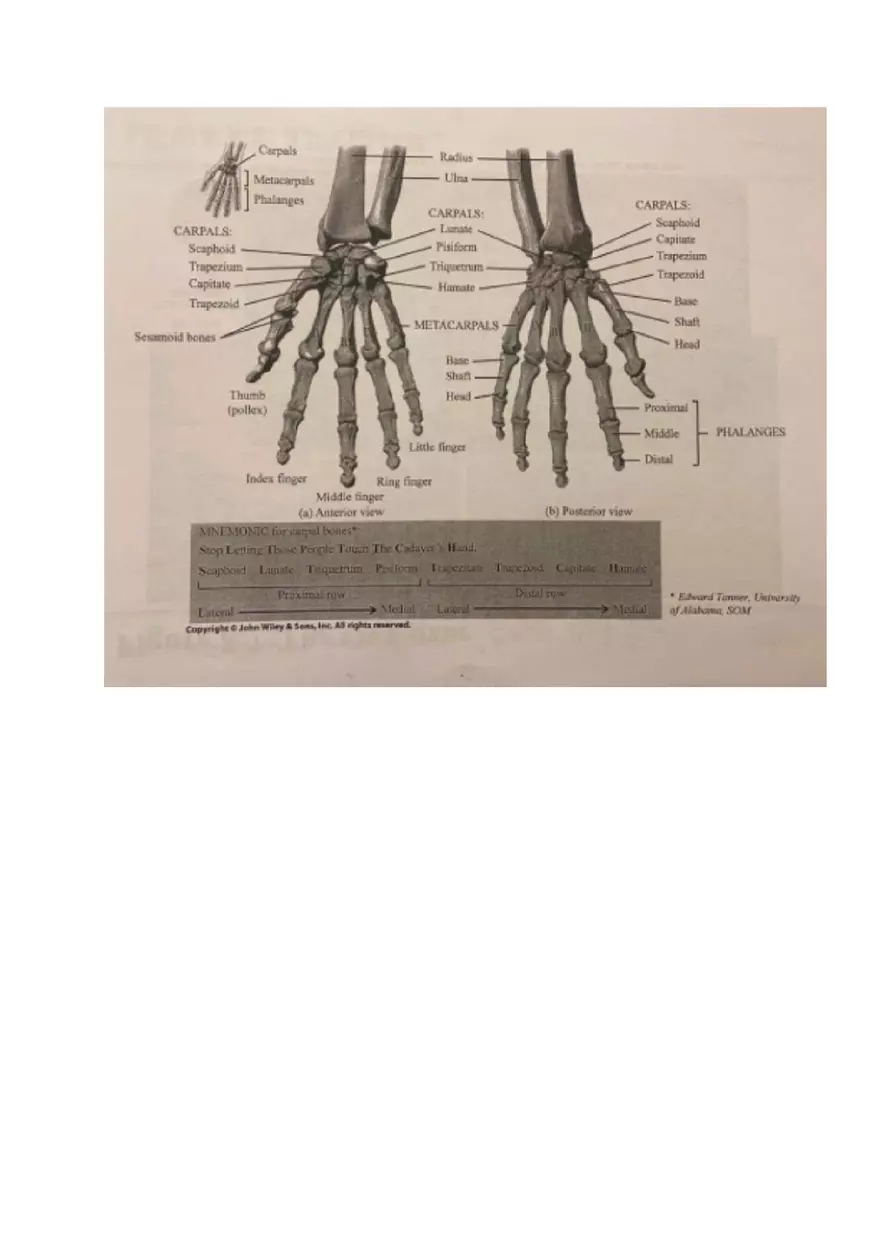 Appendicular Pamphlet Study Guide - Page 11