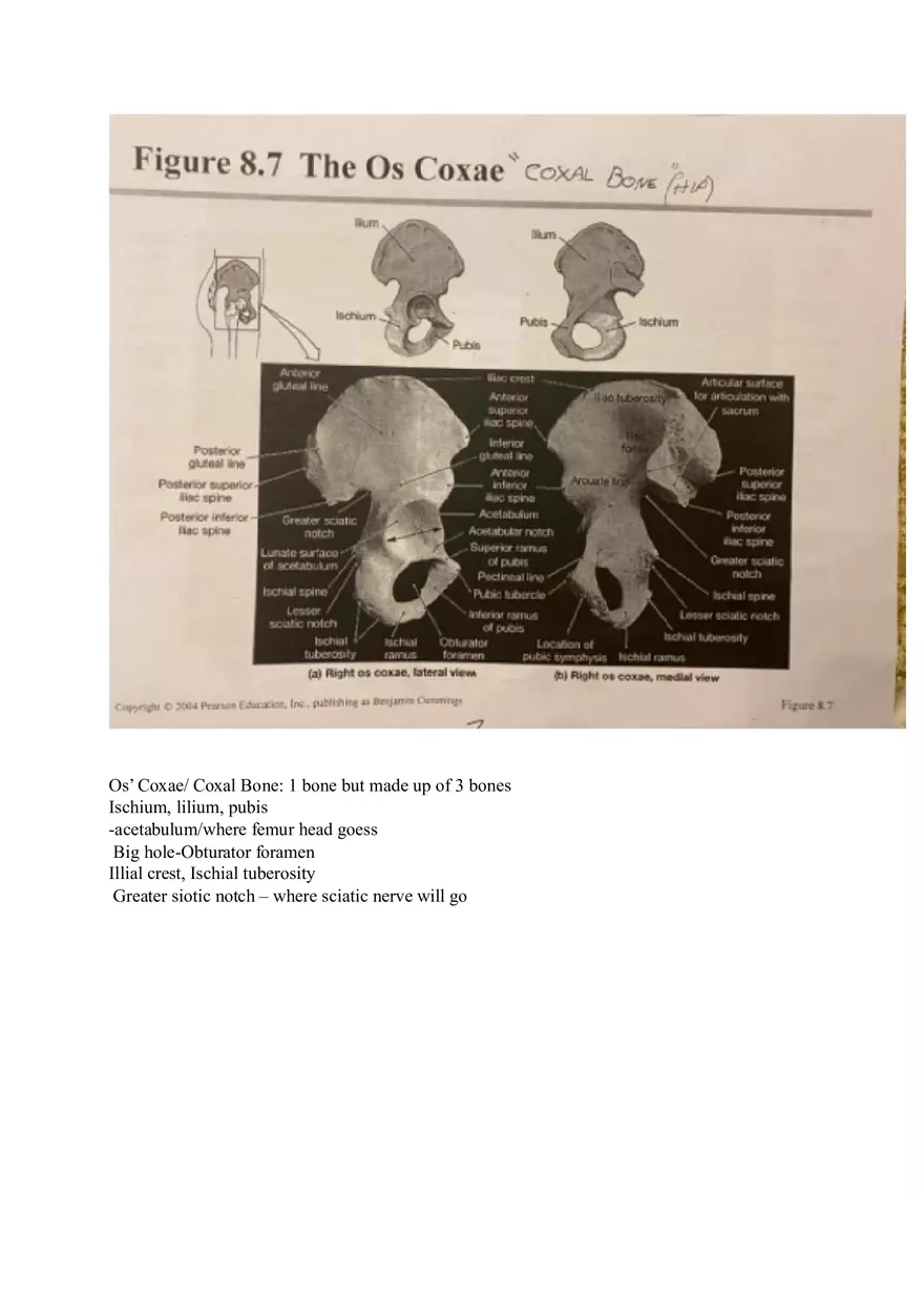 Appendicular Pamphlet Study Guide - Page 12