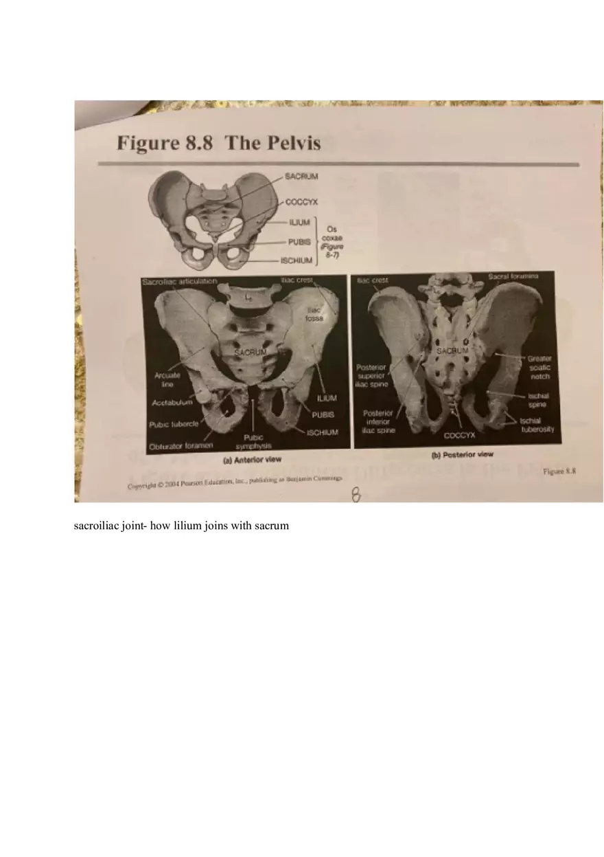 Appendicular Pamphlet Study Guide - Page 13